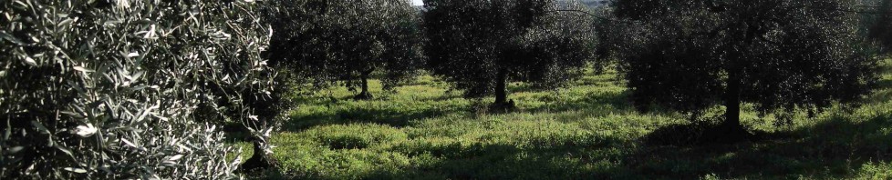 Kikkererwten in Arabisch Puglia